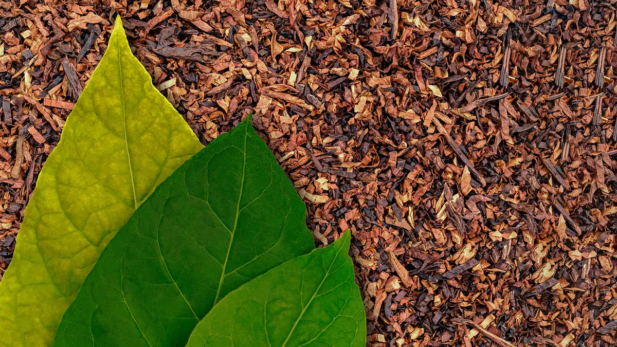 What Is Synthetic Nicotine?